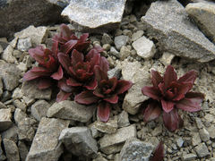 Epilobium pycnostachyum