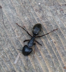 Camponotus pennsylvanicus