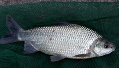 Prochilodus lineatus