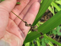 Orbexilum pedunculatum