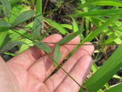 Orbexilum pedunculatum