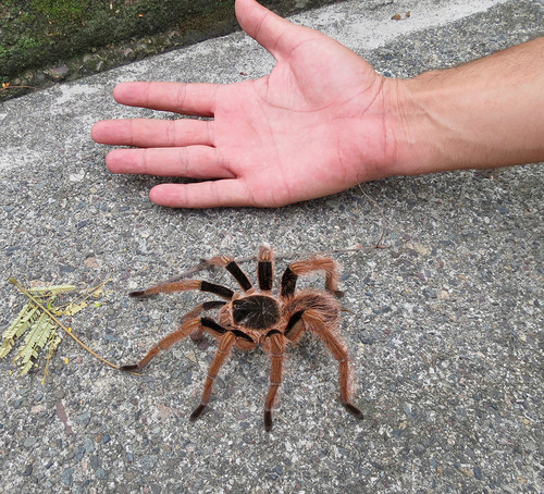 Colombian Giant Redleg Tarantula (Megaphobema robustum) · iNaturalist