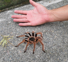 Megaphobema robustum