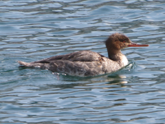 Mergus serrator