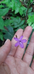 Pseuderanthemum alatum