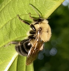 Bombus bimaculatus