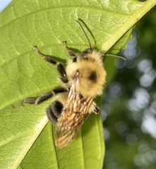 Bombus bimaculatus
