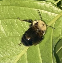 Bombus bimaculatus