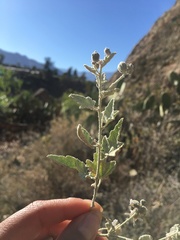 Abutilon arequipense