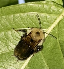 Bombus bimaculatus
