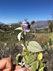 Abutilon arequipense