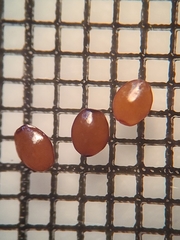 Triodanis lamprosperma