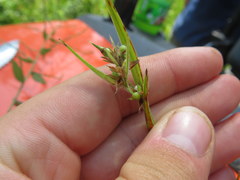 Scleria ciliata