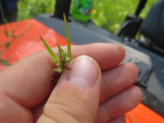 Scleria ciliata