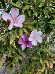 Melastomataceae