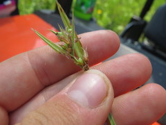 Scleria ciliata