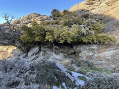 Podocarpus laetus × Podocarpus nivalis