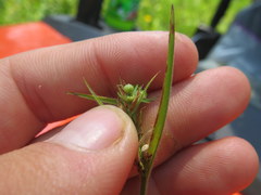 Scleria ciliata