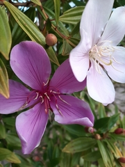 Melastomataceae