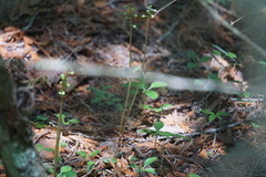 Pyrola elliptica