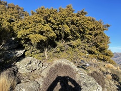 Podocarpus laetus × Podocarpus nivalis