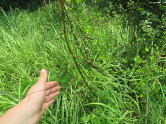 Erythrina herbacea