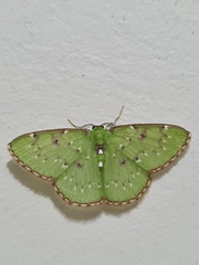 Lissochlora albociliaria