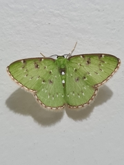 Lissochlora albociliaria