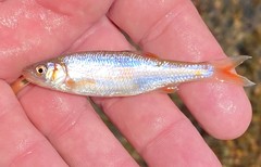 Lythrurus fasciolaris