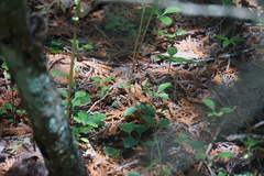 Pyrola elliptica