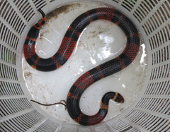 Micrurus surinamensis