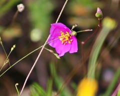 Phemeranthus calcaricus