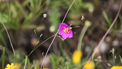 Phemeranthus calcaricus