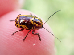 Cryptocephalus castaneus