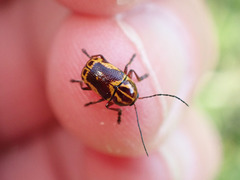 Cryptocephalus castaneus