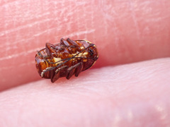 Cryptocephalus castaneus