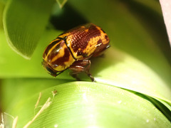 Cryptocephalus castaneus