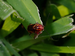 Cryptocephalus castaneus