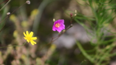 Phemeranthus calcaricus