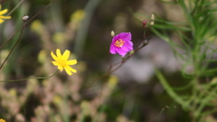 Phemeranthus calcaricus