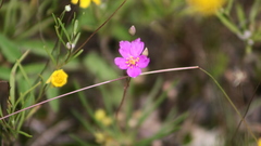 Phemeranthus calcaricus