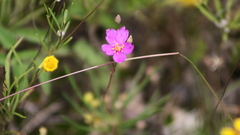 Phemeranthus calcaricus