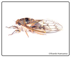 Tettigades ulnaria