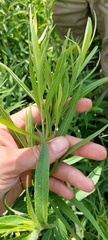 Euthamia graminifolia nuttallii