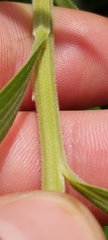 Euthamia graminifolia nuttallii