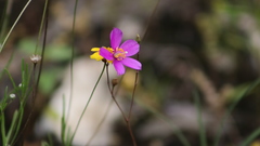 Phemeranthus calcaricus