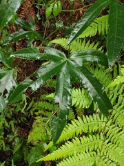 Kalopanax septemlobus