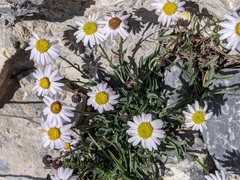 Erigeron leiomerus