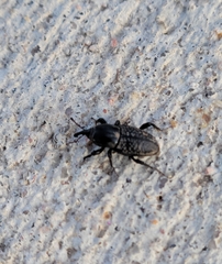 Sphenophorus cicatristriatus