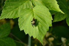 Laphria flavicollis